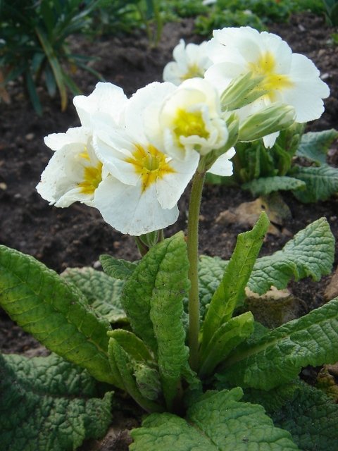 Primula elatior 'Crescendo blanc'